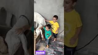 Qurbani k janwer se Pyar kren [upl. by Tatiana]