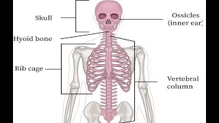 Two Minutes of Anatomy Axial Skeleton [upl. by Ataliah]