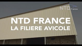 NTD France  La filière avicole [upl. by Annawd139]