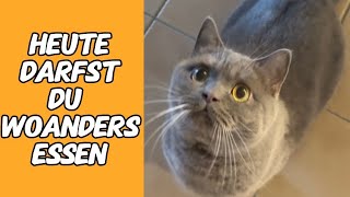 Katzenstreu was sich selbst auflöst [upl. by Pudendas]