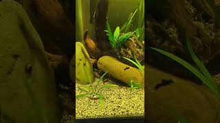 swordtail fry khuli loaches otocinclus corydoras and shrimp aquarium communitytank aquascape [upl. by Nytsirhc]