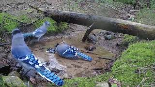 Robins and Blue Jays hanging out in the stream [upl. by Molini284]