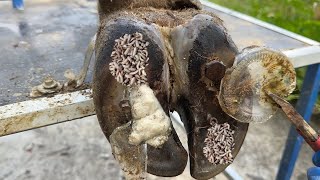 CutTrim and Cleaning  Medical assistance for a cow hoof injured by stepping on a screw [upl. by Wan]