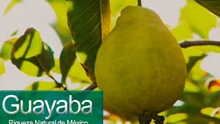 La Guayaba en México [upl. by Marlow]