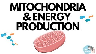 Mitochondria amp Energy Production [upl. by Woolley]