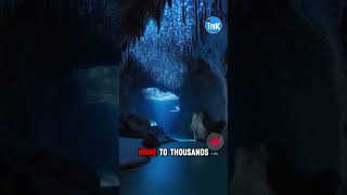 Waitomo Glowworm Caves New Zealand facts shortsviral [upl. by Ingram]