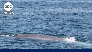 Massive blue whale seen off the coast of Massachusetts in rare double sighting [upl. by Neeluqcaj]