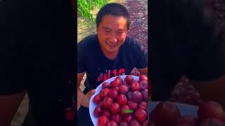 Beautiful and healing rural life  fruit pickingvillagelife pickingfruit satisfying ruralchina [upl. by Divan]