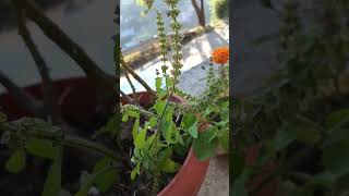 Tulsi Mata ke Jad Mein Bhagwan ka vas [upl. by Aniret]