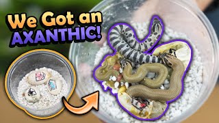 Superconda Hognoses Hatching [upl. by Amersham]