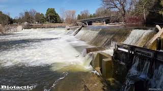 Steelhead jumping at the Maple Hill Dam [upl. by Kingsley]