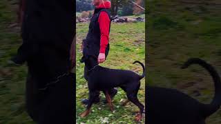 Marleen amp Loki trainieren für die Begleithundeprüfung ♥️ dobermann [upl. by Elana]