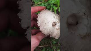 Identifica el champiñón de prado agaricus campestris [upl. by Oman]