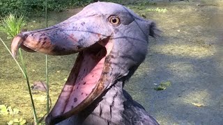 Crazy Shoebill Stork bites woman  Cheeky Shoebill [upl. by Airotnes]