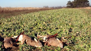 Easy No Till Brassica Food Plots [upl. by Atisor]