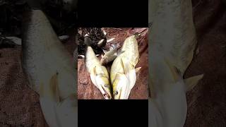 Fishing Video  amazing Wallago fish catching with cast net fishing shorts short fishingtime [upl. by Joses]