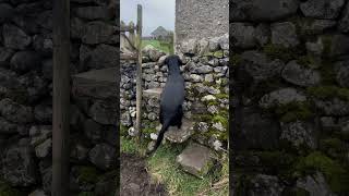 Hiking in the Yorkshire Dales 🥾🍂 hiking yorkshire highlandcow outdoors uk vanlife vlog [upl. by Scopp994]