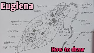 How to draw Euglena diagram  Euglena diagram easily step by step  biology diagram euglena [upl. by Greenes]