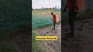 Roundup Herbicide का छिड़काव 🔥 कृषिहब herbicide roundup shorts [upl. by Ahsini]