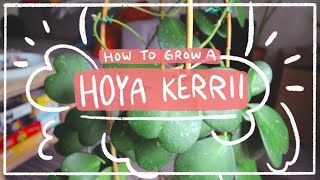 Hoya kerrii  How to care for this sweet heart houseplant [upl. by Lorn]