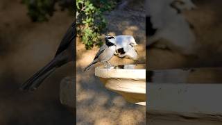 Mountain Chickadee🐦Evening Sip mountainchickadee [upl. by Anahpos154]