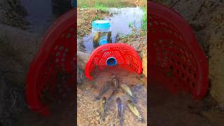 Survival Skills SIMPLE and USEFUL with PVC Fish trap survival shrots camping bushcraft skills [upl. by Groves]