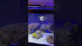 SALTWATER Fish TANK [upl. by Rosenthal]