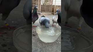 Probiotics reduce harmful bacteria amp enhances digestion pigeon racingpipigeons kalapati kabootar [upl. by Honoria739]