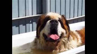 Сенбернар УРСАЭЛЬ ВИНТАЖ принимает ванну St Bernard URSAELL VINTAZH takes a bath [upl. by Alfonzo]