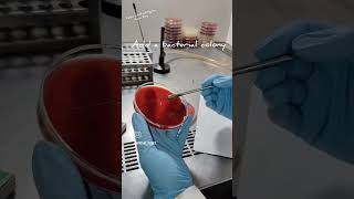 Catalase Test Slide Method microbiology biochemical [upl. by Laughlin]