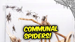 I got TRUE SPIDERS that are Truly COMMUNAL [upl. by Ced516]