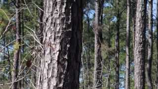 Introduction to Loblolly Pine [upl. by Nilhsa492]