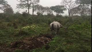 Rhino Pooping at Kaziranga National Park [upl. by Nomzaj922]