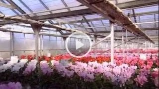 Cyclamen Morel  Reportage Emission Côté jardin [upl. by Orutra]