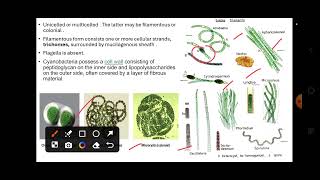 cyanobacteria kvshtet biology pgtbiology nvs dsssb 202425 [upl. by Wolsky999]