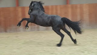 The last funny moments of Friesian horses Andre and Bauke 🤸🏻‍♂️💪🏻🥋🥊 Sound on [upl. by Meir]