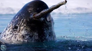 NARWHAL ─ The Jedi of The Sea Narwhal vs Orcas Polar Bears and Humans [upl. by Mulvihill]