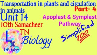 10 std biounit 14 transportation in plantsApoplast and symplast pathwayPART4Samacheer Kalvi TN [upl. by Yrolg]