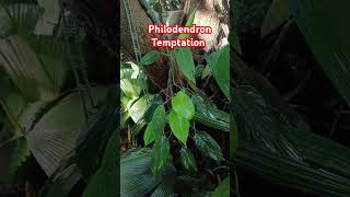 Philodendron temptation birds nature wildlife amazing plants love garden enjoy art travel [upl. by Pepe]