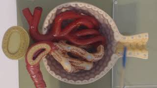 BIOL 213 Anatomy of the Kidney IV Juxtaglomerular Complex JGC of a Nephron [upl. by Joshi]