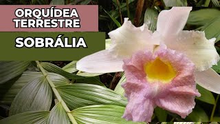 DICAS DE COMO CULTIVAR ORQUÍDEA TERRESTRE SOBRÁLIA [upl. by Jammal]