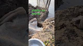 চলনবিল এর মাছ ধরা আনেক আনেক মাছcholonbil fishing [upl. by Emixam]