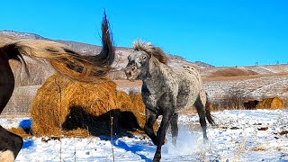 ЖЕРЕБЕЦ В ДЕЛЕ ЗАХВАТИЛ КОБЫЛ И ТЕРРИТОРИЮ СНОВА [upl. by Eellah604]