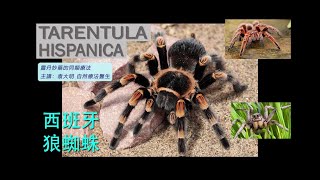 《靈丹妙藥的同類療法》 EP260  西班牙狼蛛 Tarentula Hispanica [upl. by Eirak]