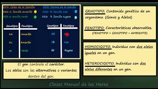 Conceptos Básicos de Genética Gen y Alelo Genotipo y Fenotipo Homocigoto y Heterocigoto Repaso [upl. by Tnemelc523]