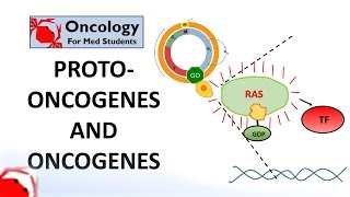 7 Protooncogenes and Oncogenes [upl. by Anaibib]