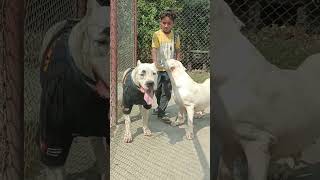 DOGO ARGENTINO dog americanbully pitlove dogbreed pitbullegatos dragonspitkennel motivation [upl. by Nosam]