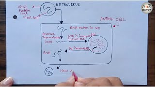 Replication of RETROVIRUS  Retrovirus infected normal cell AIDS Virus [upl. by Otiv416]