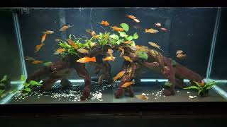 75 gallon Swordtail tank [upl. by Aman]