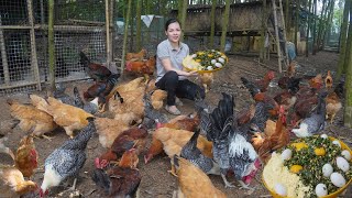 Raising Organic Chickens in The Forest Processing Natural Food for Chickens to Lay Lots of Eggs [upl. by Tertia]